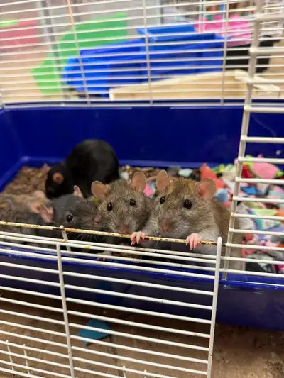 Bonded group of 5 pet rats need a special home, View more