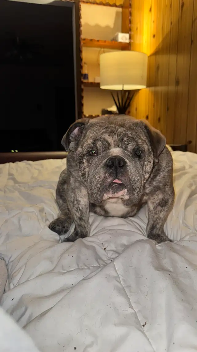chiot Bulldog bouledogue anglais  , English BULLDOG in Dogs & Puppies for Rehoming in Laval / North Shore - Image 8