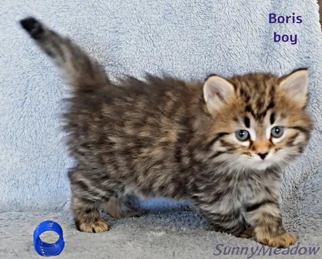 Charming Siberian boy