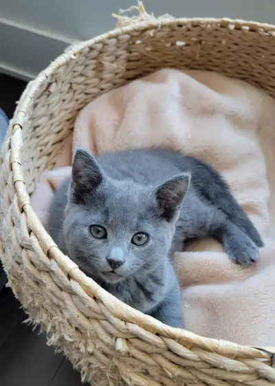 Russian Blue Kittens (hypoallergenic) Bleu russe, View more