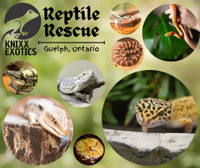 Local reptile rescue looking for items you may have