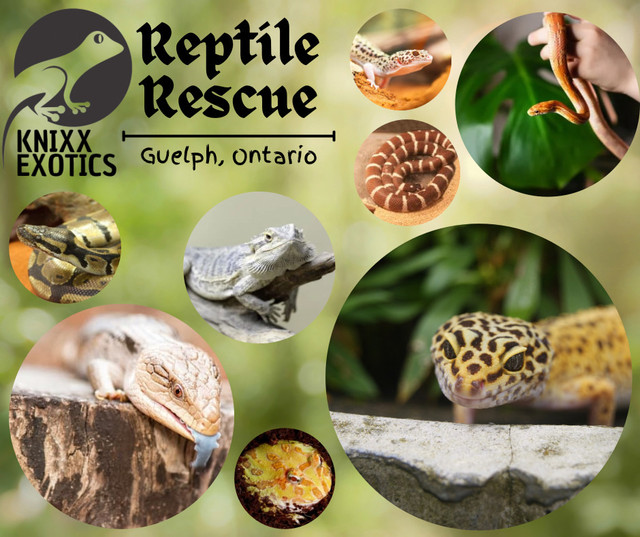 Local reptile rescue looking for items you may have in Free Stuff in Guelph