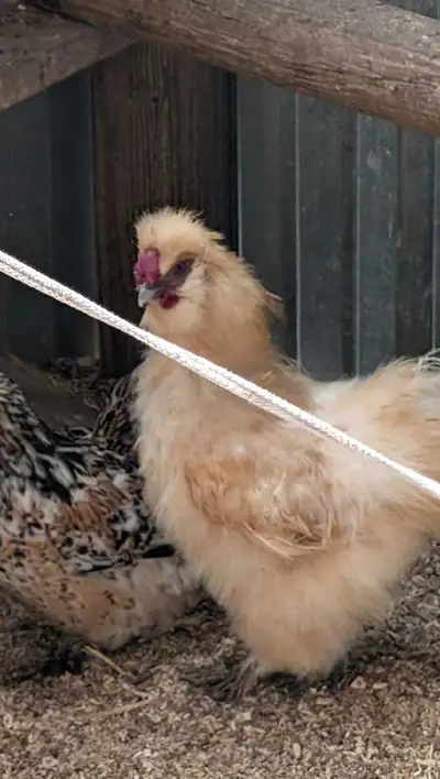 Silkie Roosters, View more