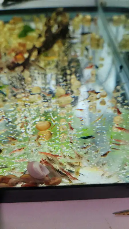Shrimps for SALE! - Reds, Blues, Yellows, Greens and Mixed! in Fish for Rehoming in Woodstock - Image 8