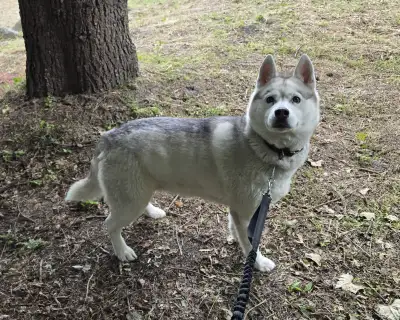 5 year old Siberian Husky to Rehome (Richmond), View more
