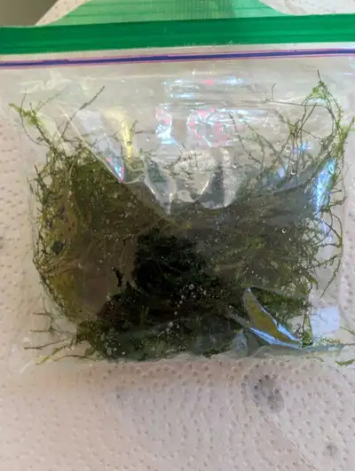 Sandwich bag of java moss Grows like crazy very easily (Kept with mystery snails)