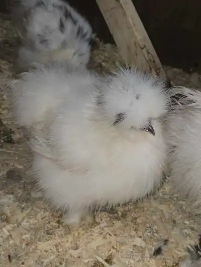 Poule soyeuses de 4.mois une perdrix dorée et l,autre blanche avec quelques mèches noires sur la têt...