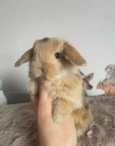 magnifique petit lapin bélier hollandais nain disponible, View more
