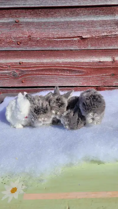 Friendly holland lop reservations! ONE LEFT, View more