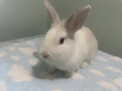 white fluffy girl bunny, View more