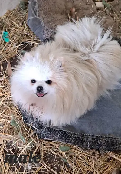 Purebred Pomoranian Male, View more