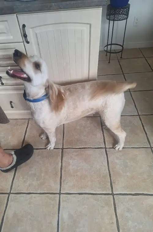 Casey (mâle) est né le 6 novembre 2022, donc il a 2 ans. Papa mini poodle et maman Golden Retreiver....