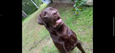 5 year old chocolate lab ( male ), View more