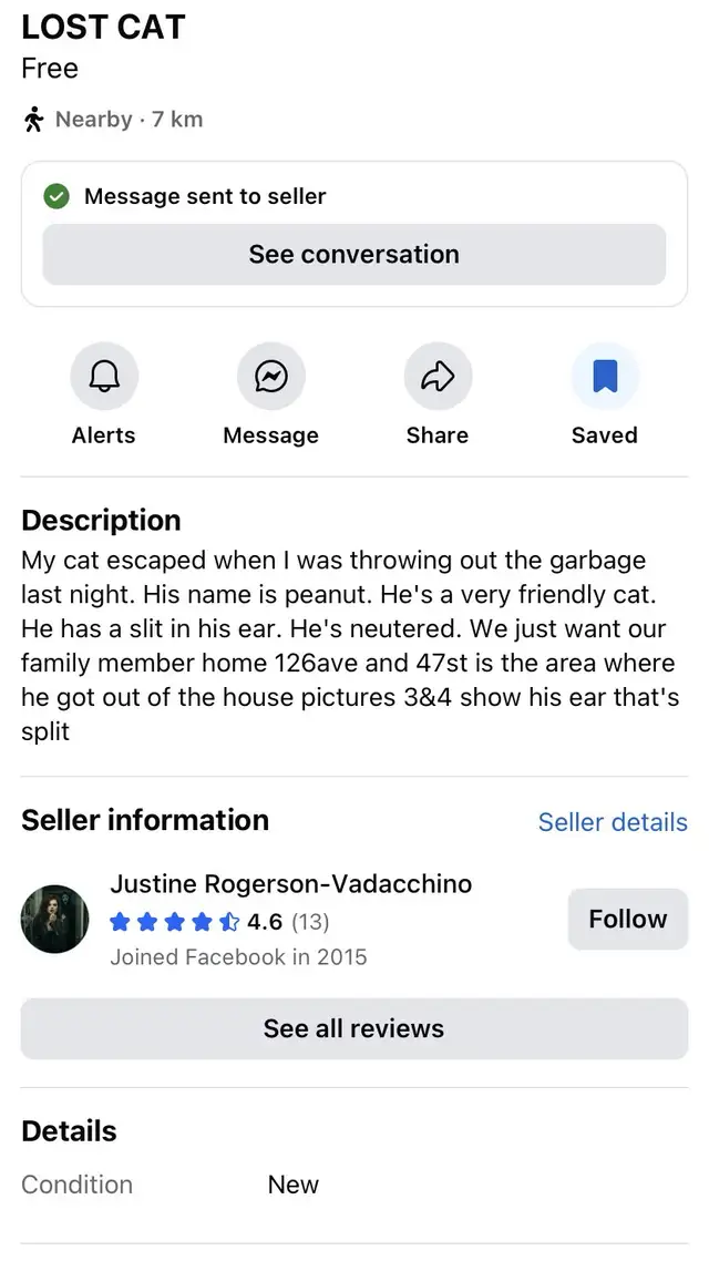 Lost  Kitty Cat64961231760643120