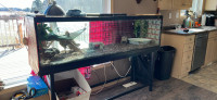 Bearded dragon and enclosure 