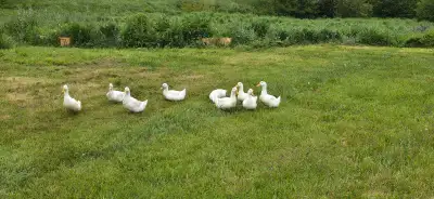 Pekin Ducks, View more