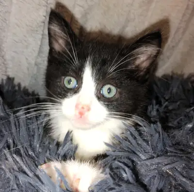 Adorable Tuxedo Boys, View more