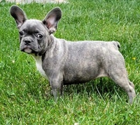 BLUE GIRL FRENCH BULLDOG