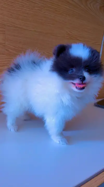 Pomeranian puppy for sale, View more