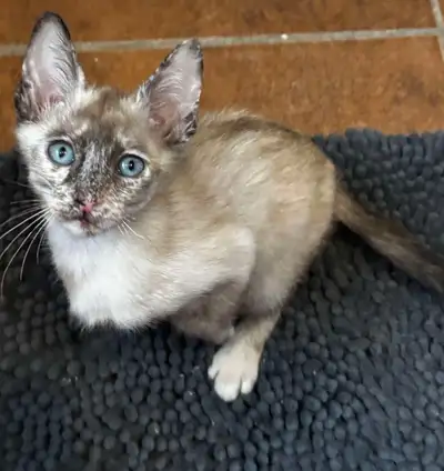 Bonjours ils nous restent 3chaton siamois à vendre 1 mâle et 2femelle ils sont super affectueux aime...