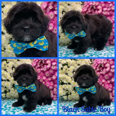Gorgeous Nonshedding Havapoo Pups!!, View more