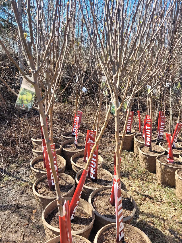 Best Fruit Trees – Pears, Apples, Haskaps, Cherries and in Plants, Fertilizer & Soil in Sudbury - Image 3