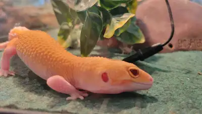 We have a beautiful yellow lemon leopard gecko just a few months old female if interested please cal...