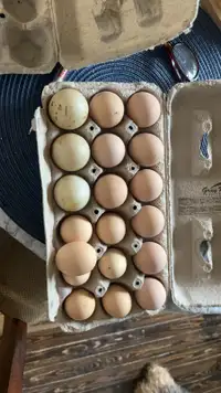 Fertilized eggs