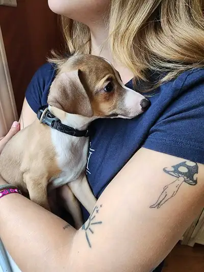 Chiot lévrier italien, View more