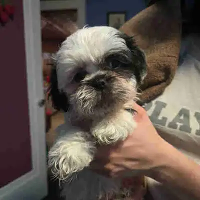 Shih Tzu puppies, View more