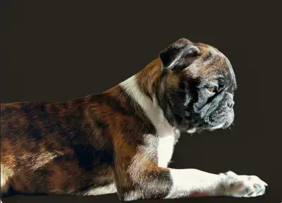 BUGG puppies for sale, View more