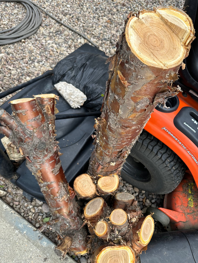 Hard Wood Stumps for sale in Other in Strathcona County - Image 2