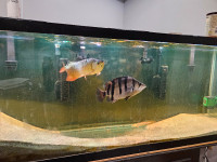 Large Footlong Datnoid/Tiger Fish