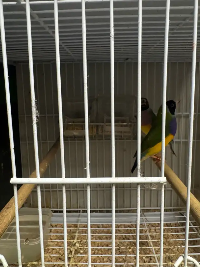 Gouldian finche  in Other in City of Toronto - Image 5