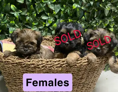 Shih Tzu Yorkie puppies, View more