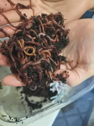 vermiculture composting Red Wiggler Worms, View more