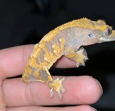 Selling this beautiful crested gecko Morph is a tricolor harlequin with portholes The gecko is 10 gr...