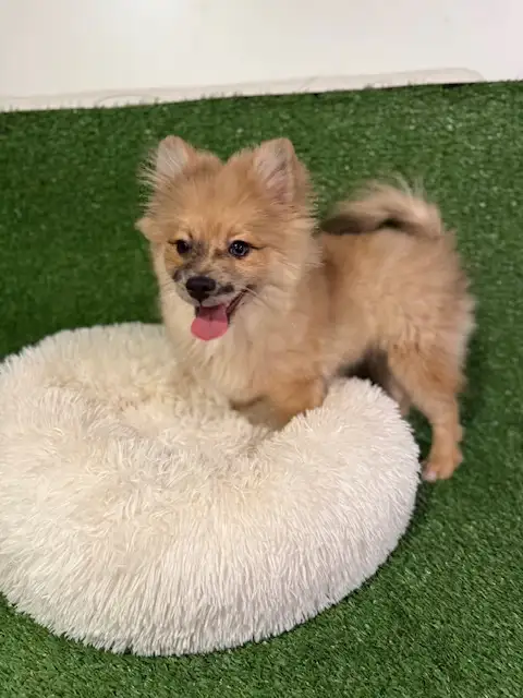 Chiot pomsky  male(438-861-7006) in Dogs & Puppies for Rehoming in City of Montréal - Image 3