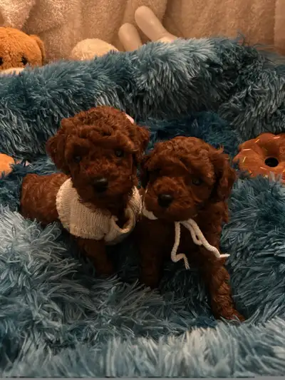 So beautiful dark red toy poodles puppies, View more