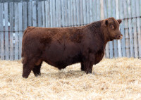 Red and Black Angus Yearling and 2 Year old bulls for sale