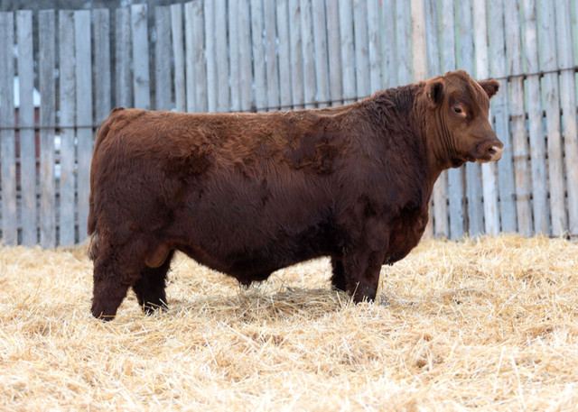 Red and Black Angus Yearling and 2 Year old bulls for sale in Livestock in Winnipeg