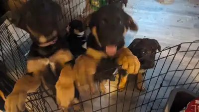 German Shepherd mix pups available, View more