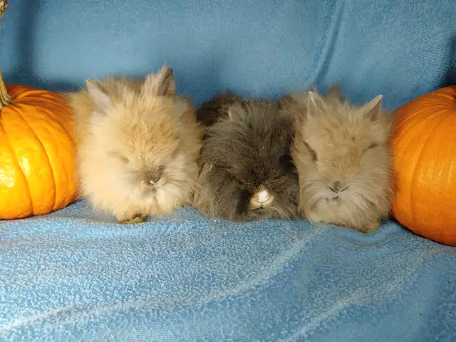 Extraordinary Netherland dwarf and lionhead baby bunny rabbits in Small Animals for Rehoming in Moncton - Image 9