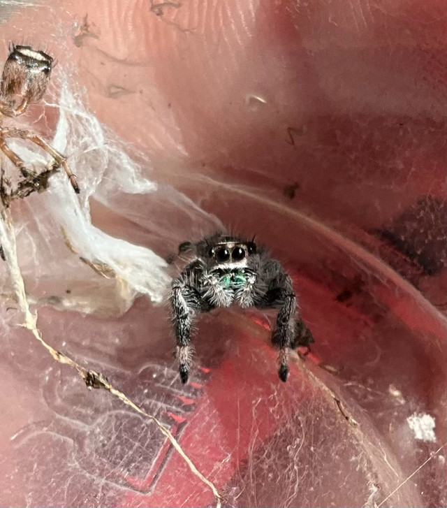 Jumping spiders (juvenile)  in Other Pets for Rehoming in City of Halifax - Image 2