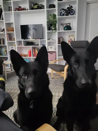 Pure Black Working Class German Shepherds, View more