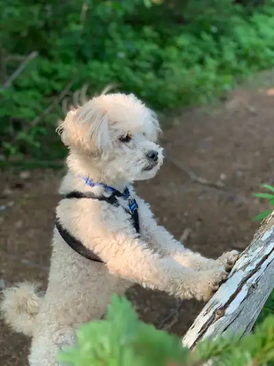 petting sitting and dog walking, View more