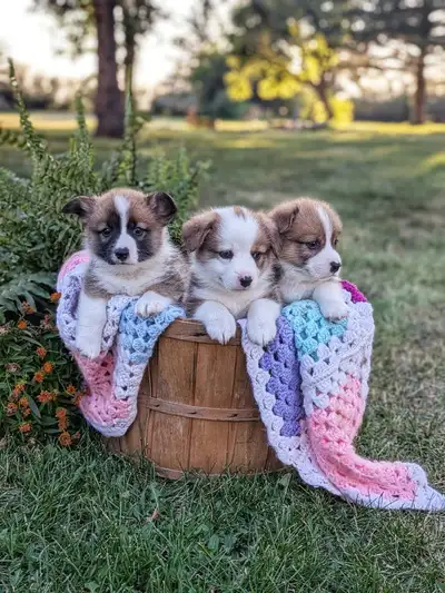 Adorable Pembroke Welsh Corgi Puppies, View more
