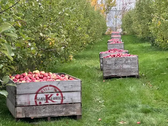Drop Apples for Sale
