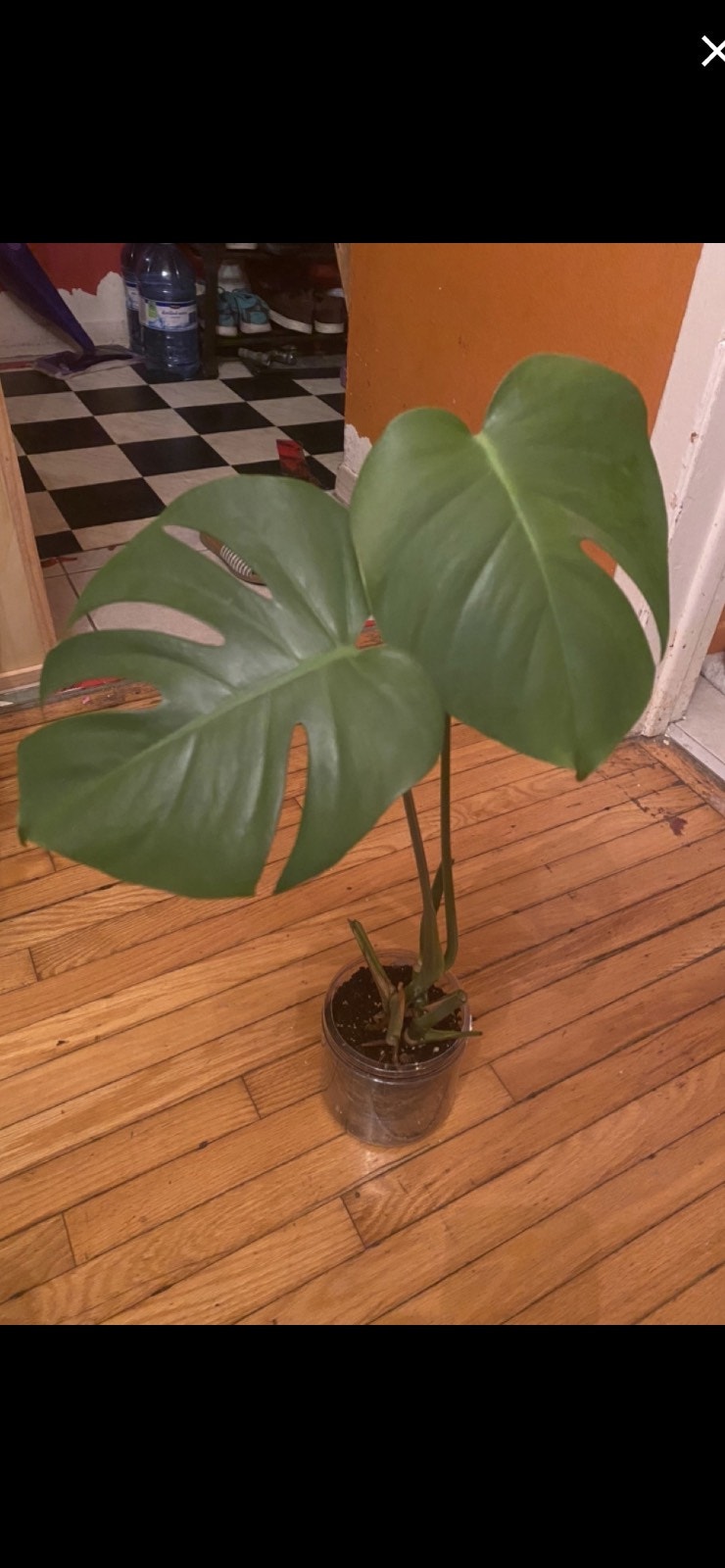 Monstera deliciosa, the Swiss cheese plant Plants, Fertilizer & Soil