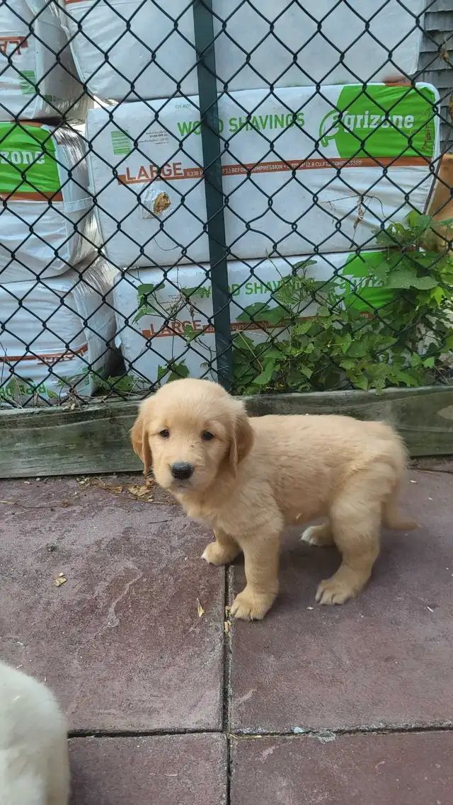 goldenretriver in Dogs & Puppies for Rehoming in Victoriaville - Image 6